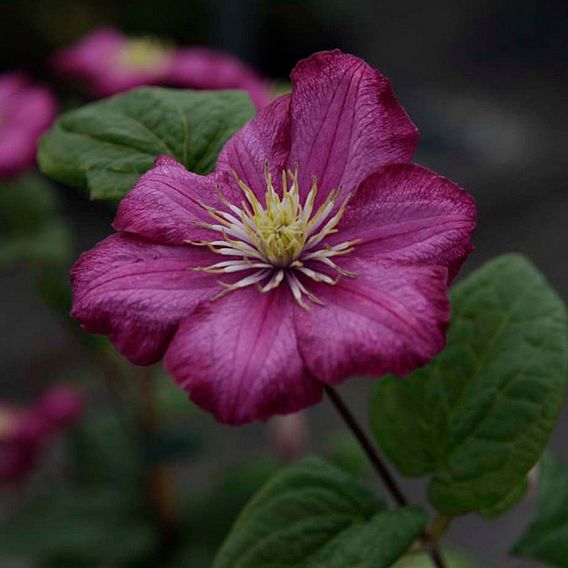 Clematis 'Ville de Lyon'