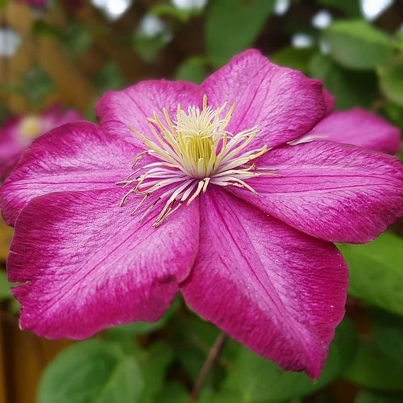 Clematis 'Ville de Lyon'