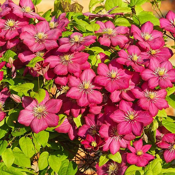 Clematis 'Ville de Lyon'