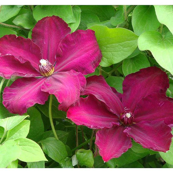 Clematis 'Westerplatte'