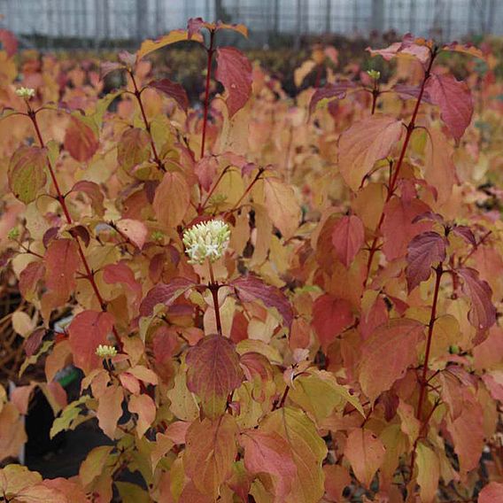 Cornus sanguinea 'Winter Beauty'