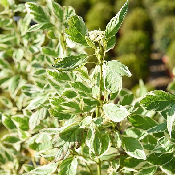 Cornus sericea 'White Gold'