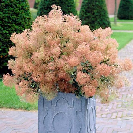 Cotinus coggygria 'Young Lady'
