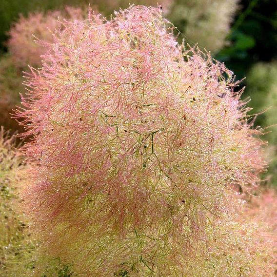 Cotinus coggygria 'Young Lady'