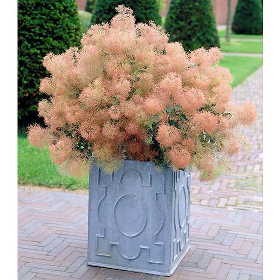 Cotinus coggygria 'Young Lady'