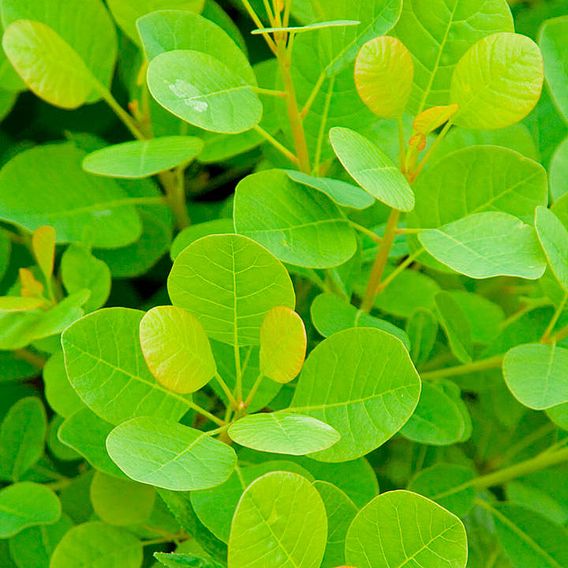 Cotinus coggygria 'Young Lady'