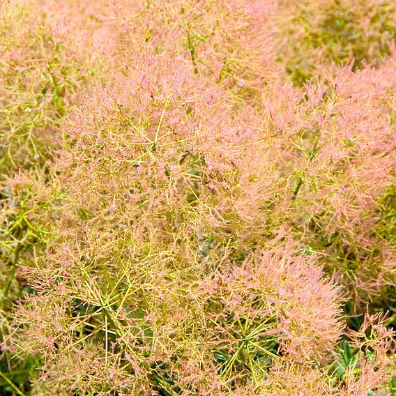 Cotinus coggygria 'Young Lady'