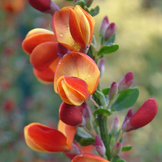 Cytisus 'Lena'