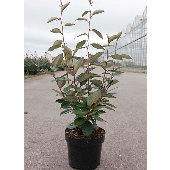 Elaeagnus ebbingei (Hedging)