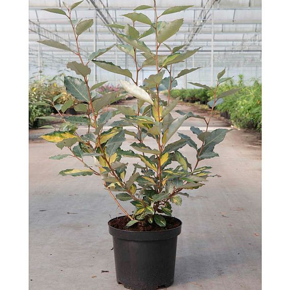 Elaeagnus x ebbingei 'Eleador'