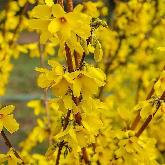 Forsythia 'Maree d'Or'