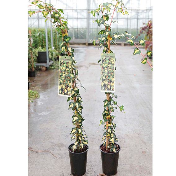 Hedera Helix Goldheart Plant