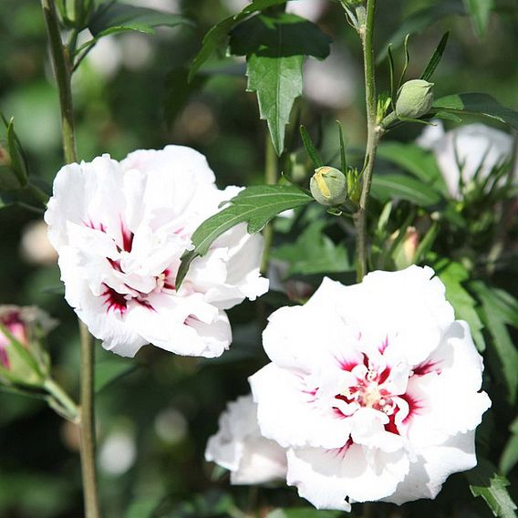 Hibiscus syriacus 'Lady Stanley'