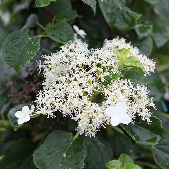 Hydrangea petiolaris