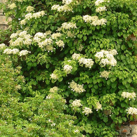 Hydrangea petiolaris