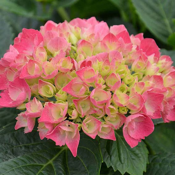 Hydrangea macrophylla 'Red Baron'