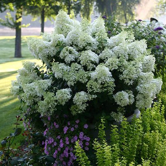 Hydrangea paniculata 'Bobo'