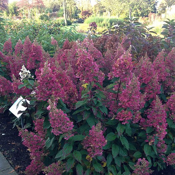 Hydrangea paniculata 'Candlelight'