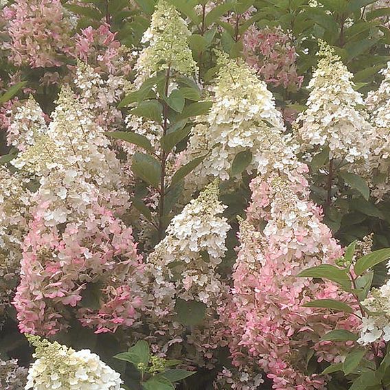 Hydrangea paniculata 'Candlelight'