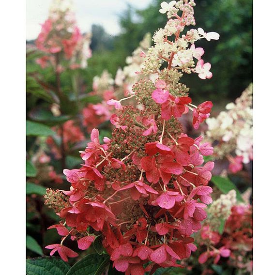 Hydrangea paniculata 'Pinky Winky'