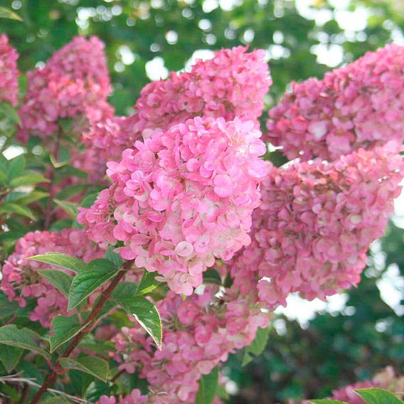 Hydrangea paniculata 'Sundae Fraise'