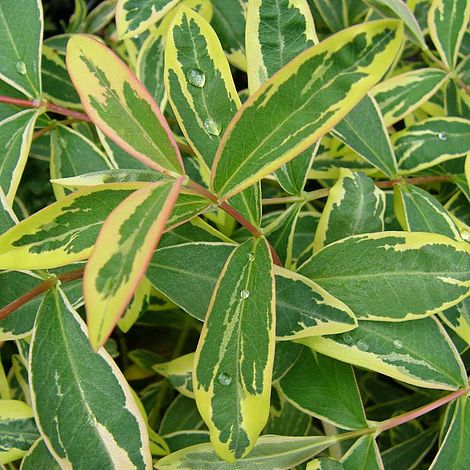 Hypericum calycinum 'Carnival'