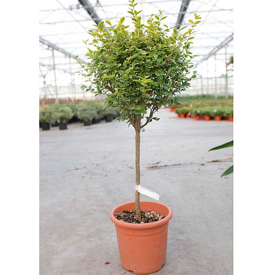 Ligustrum ovalifolium 'Aureum' (Hedging)