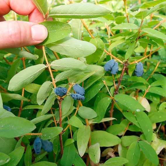 Lonicera kamtschatica 'Balalaika'