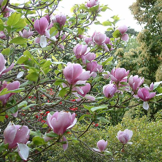 Magnolia x soulangeana