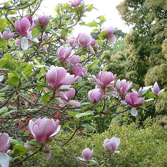 Magnolia x soulangeana