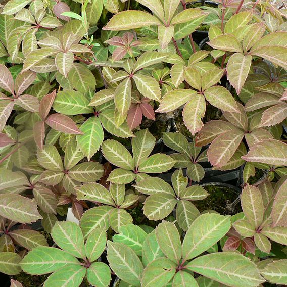 Parthenocissus henryana