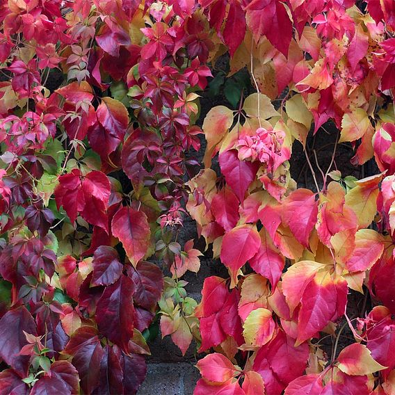 Parthenocissus henryana