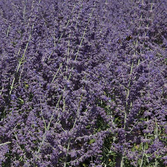 Perovskia atriplicifolia 'Silvery Blue'