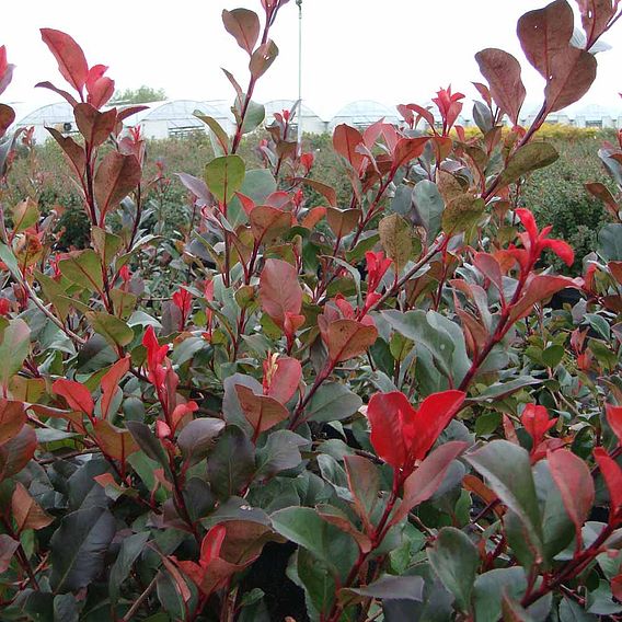 Photinia fraseri 'Little Red Robin' (Standard)