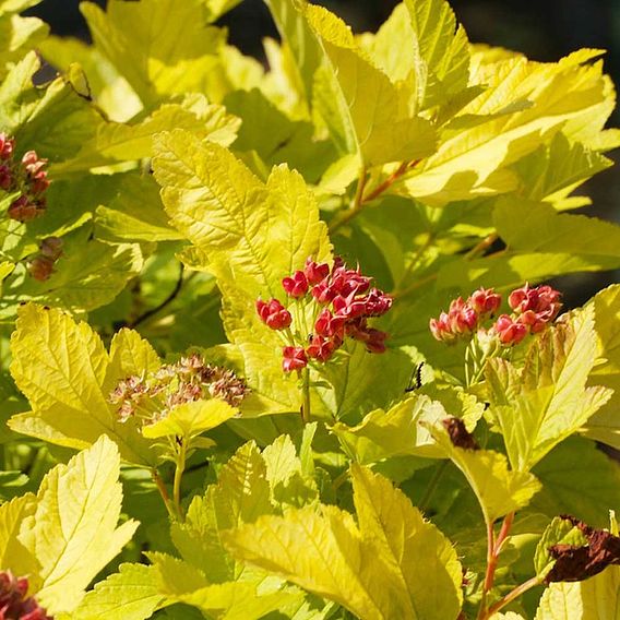 Physocarpus opulifolius 'Angel Gold'