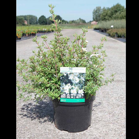 Potentilla fruticosa 'Abbotswood' (Hedging)