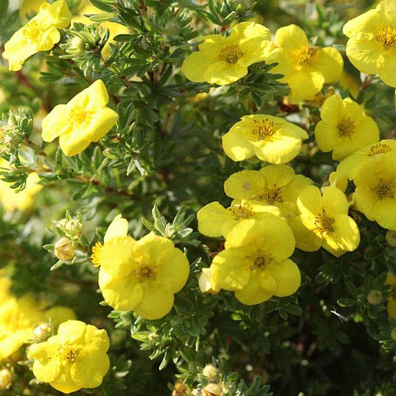 Potentilla fruticosa 'Kobold'