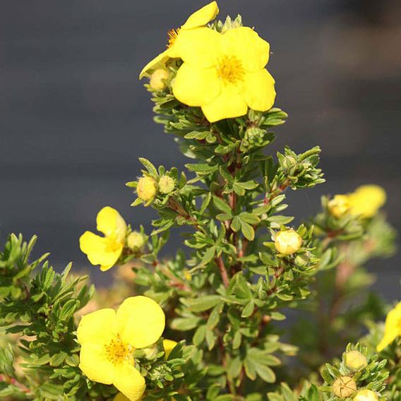 Potentilla fruticosa 'Kobold'