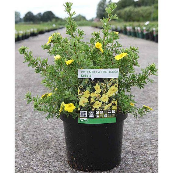 Potentilla fruticosa 'Kobold'