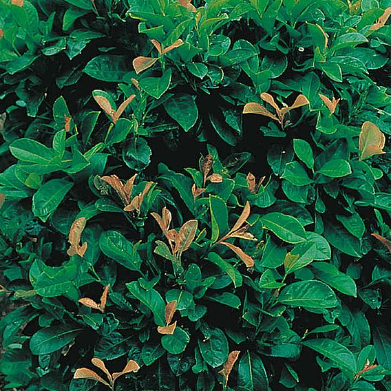 Prunus laurocerasus 'Etna' (Hedging)
