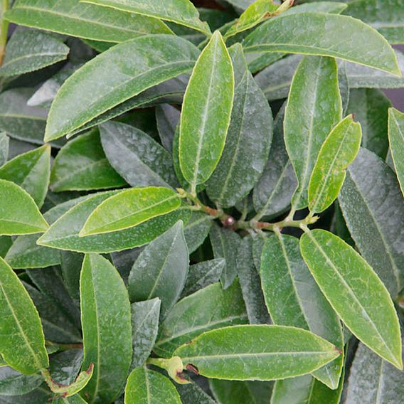Prunus laurocerasus 'Mount Vernon'