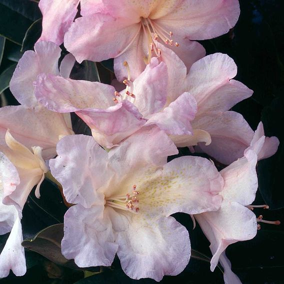 Rhododendron 'Percy Wiseman'