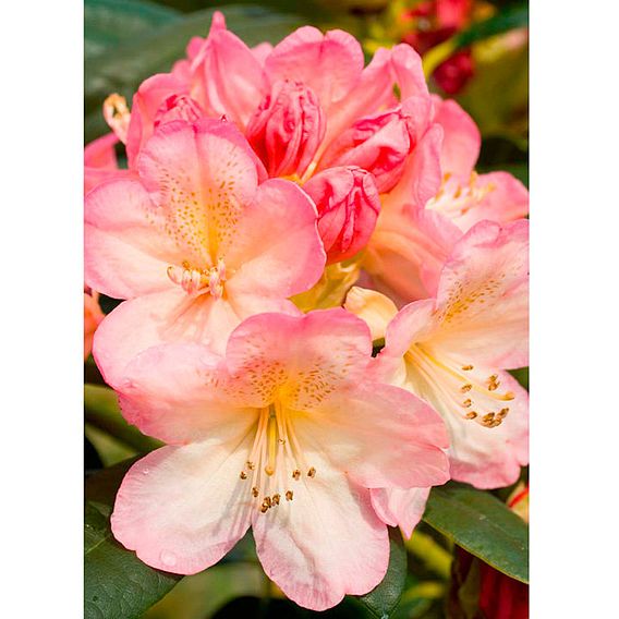 Rhododendron 'Percy Wiseman'