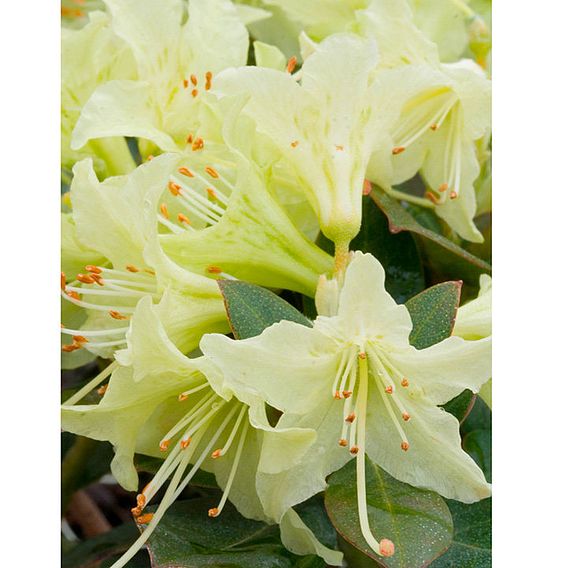 Rhododendron 'Shamrock'