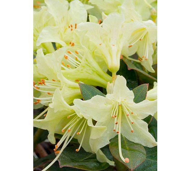 Rhododendron 'Shamrock'