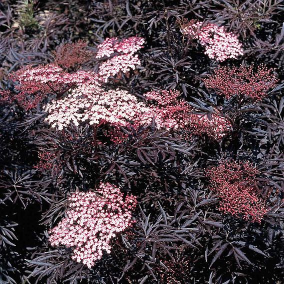 Sambucus nigra f. porphyrophylla 'Black Lace'