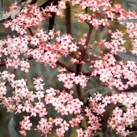 Sambucus nigra f. porphyrophylla 'Black Lace'