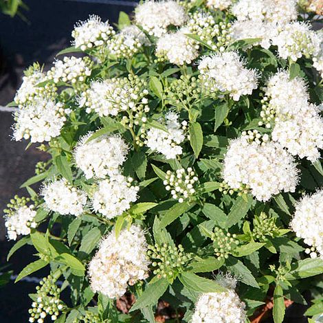 Spiraea japonica 'Albiflora'