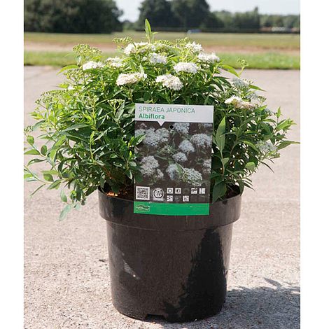 Spiraea japonica 'Albiflora'