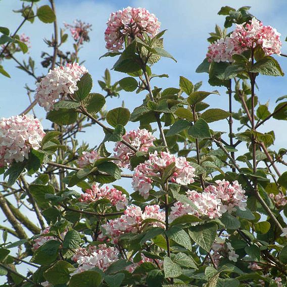 Viburnum carlesii 'Aurora'